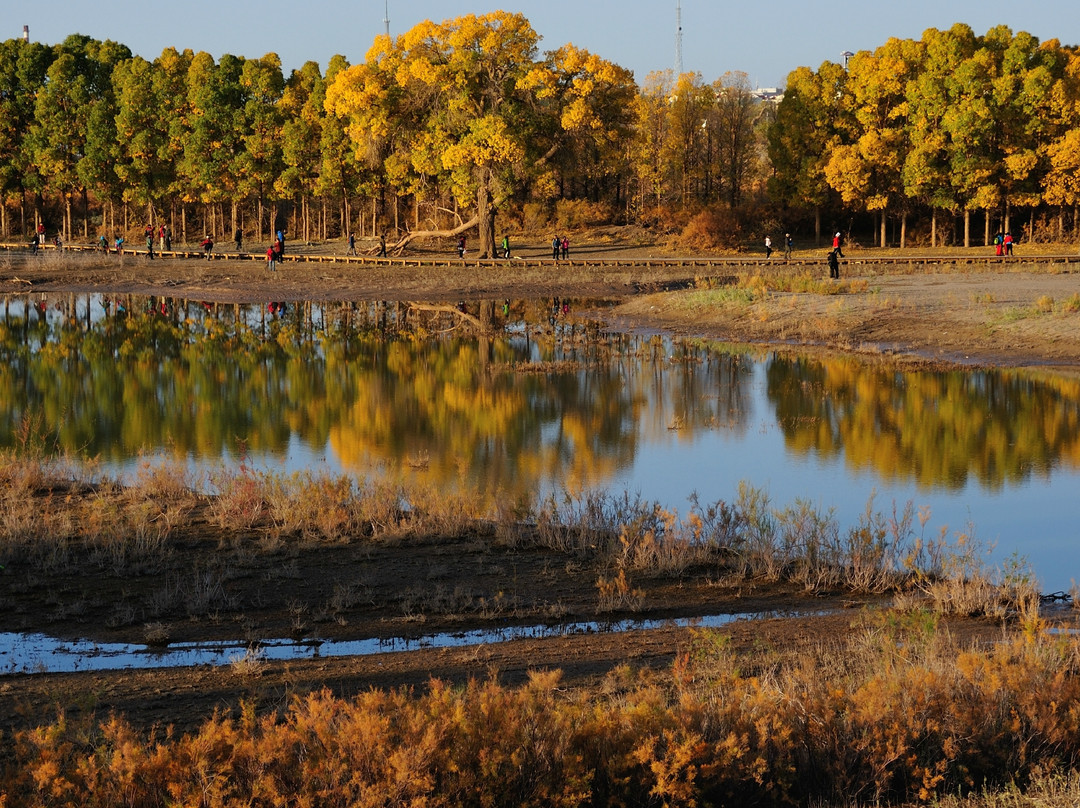 内蒙古额济纳旗胡杨林国家级自然保护区-阿拉善左旗必去景点