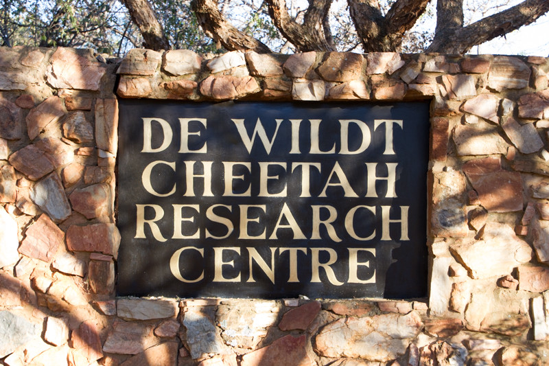 Ann van Dyk Cheetah Centre-哈特比斯普特必去景点