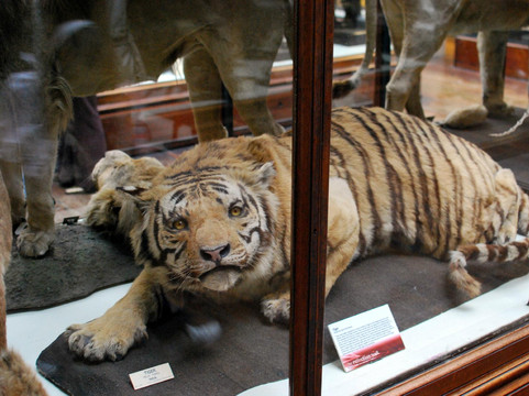 爱尔兰国家博物馆 - 自然史-都柏林必去景点