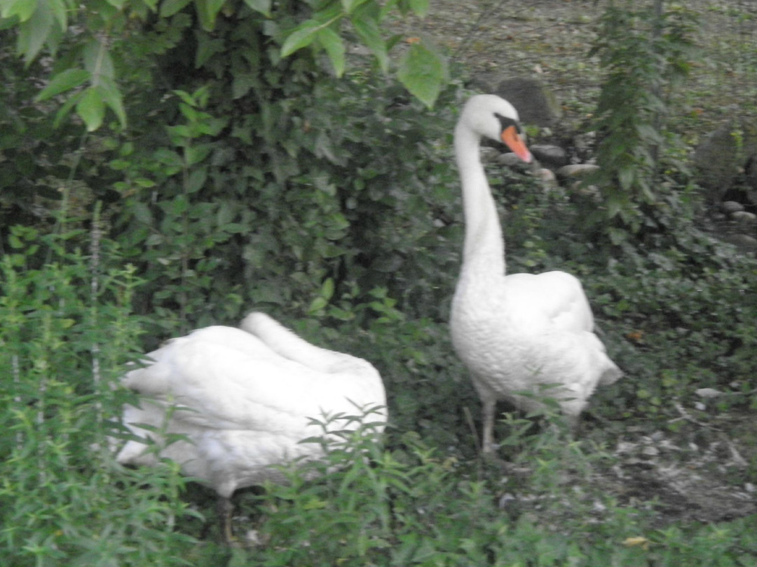 Riserva naturale Valli del Mincio景点图片
