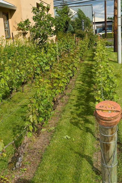 Ponzi Wine Bar-Dundee必去景点