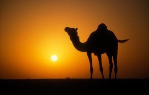 Cameltrekking Merzouga - Private Day Tours景点图片