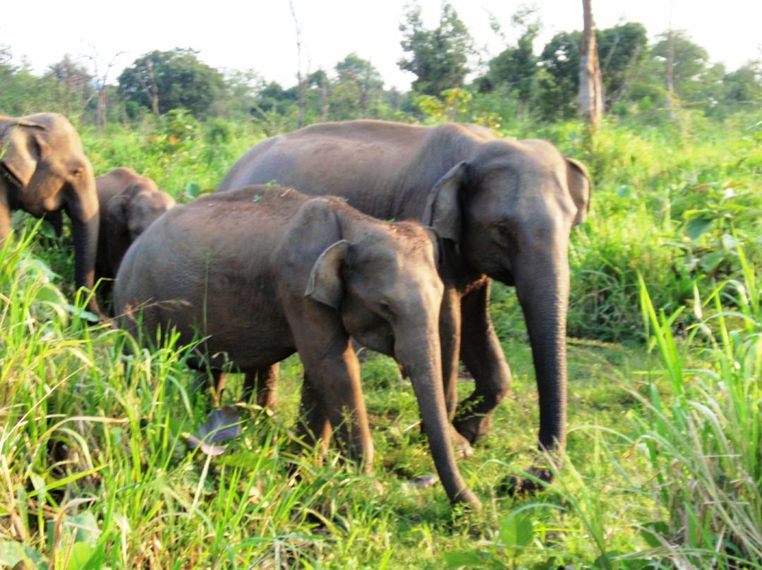 Wilpattu National Park景点图片
