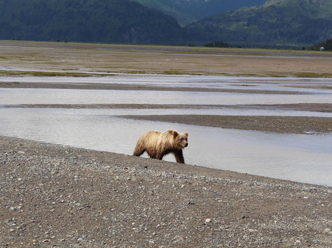 Homer Flyout Adventures-荷马必去景点