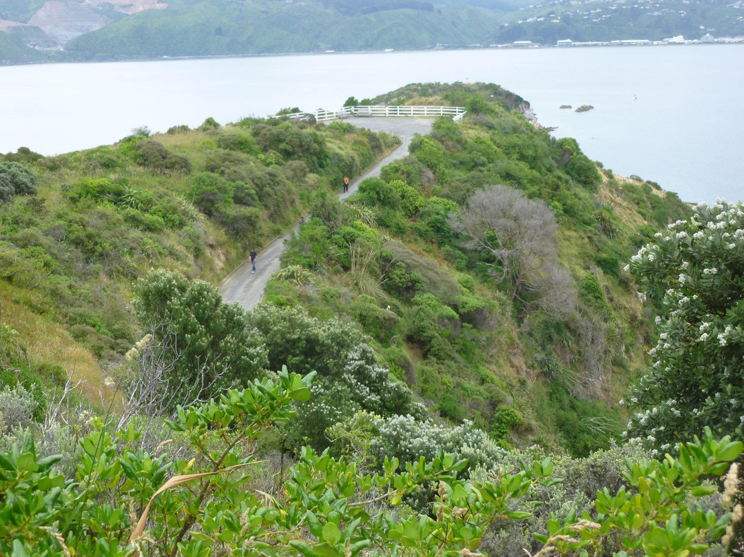 Matiu / Somes Island景点图片