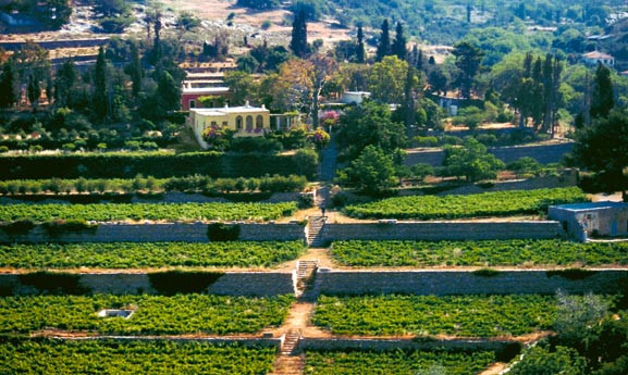 Montofoli Wine Estate