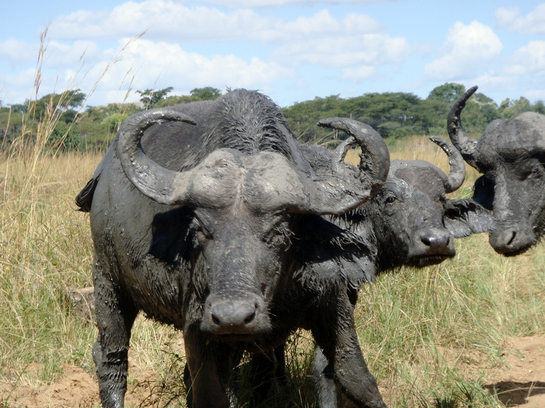 Parays Game Ranch-卢萨卡必去景点