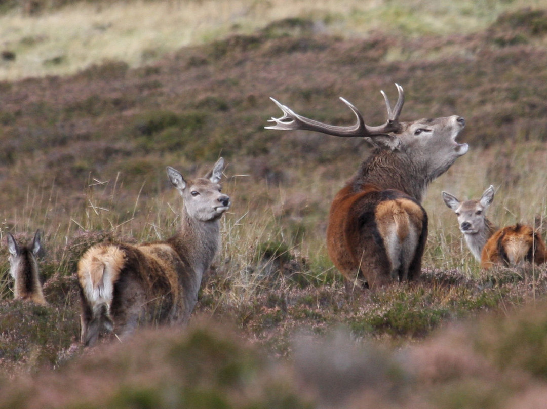 Glenlivet Wildlife-Glenlivet必去景点
