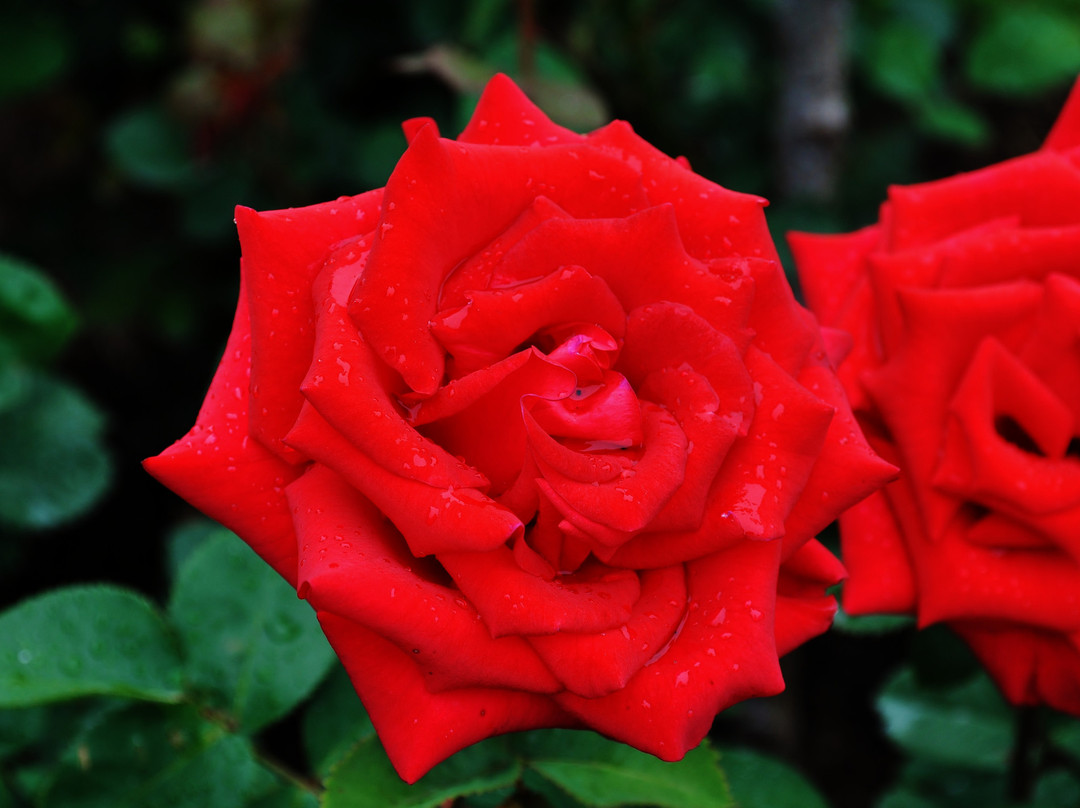 Leif Erickson Park-德卢斯必去景点