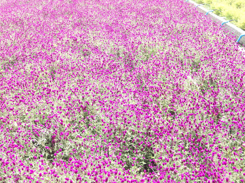 百万葵园-广州市必去景点