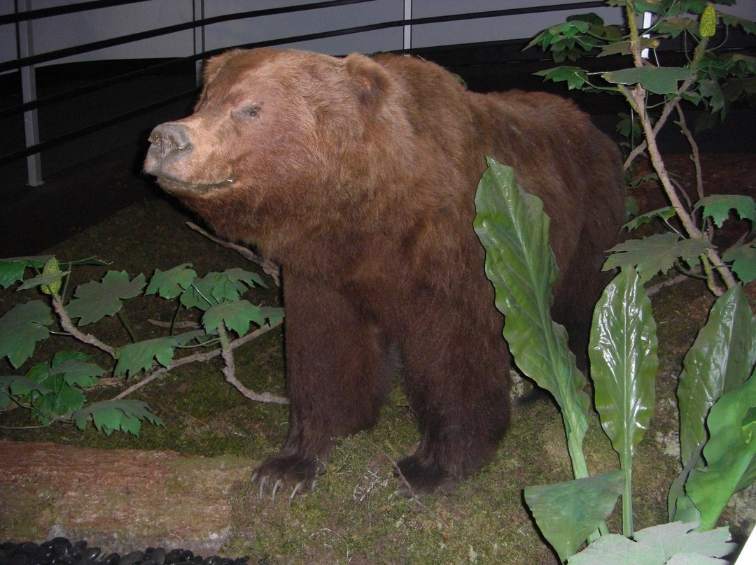 Alaska State Museum-朱诺必去景点
