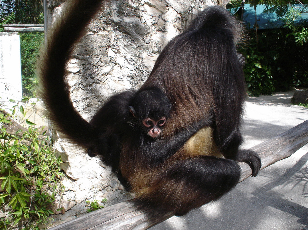 Croco Cun Zoo-从莫雷洛斯港必去景点
