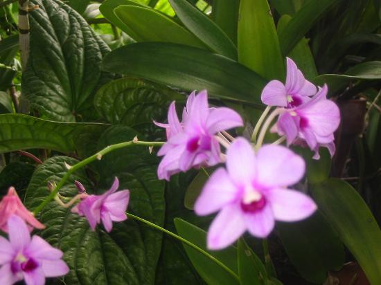 McKee Botanical Garden-维罗海滩必去景点