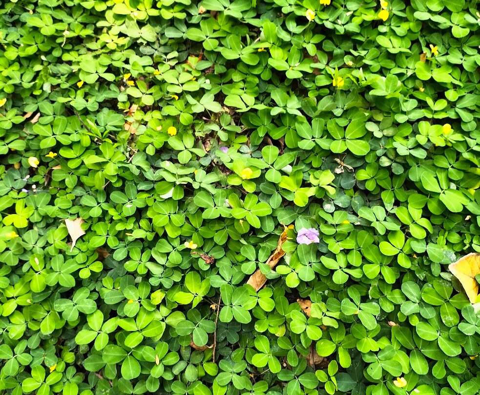 汉莎纳假日客房酒店主图