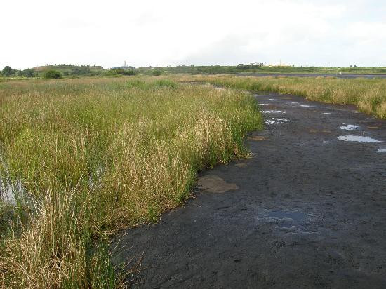 La Brea Pitch Lake-特立尼达必去景点