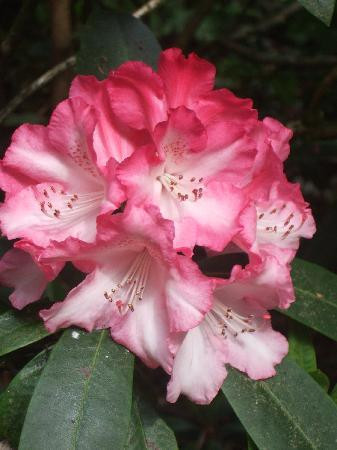 Hare Hill Park And Gardens-Over Alderley必去景点