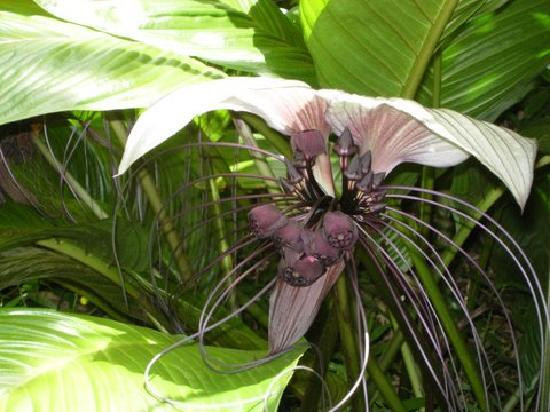 Princeville Botanical Gardens-普林斯维尔必去景点