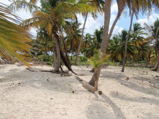 Playa Mariposa景点图片