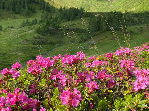 Malga Moraretto-Forni Avoltri必去景点