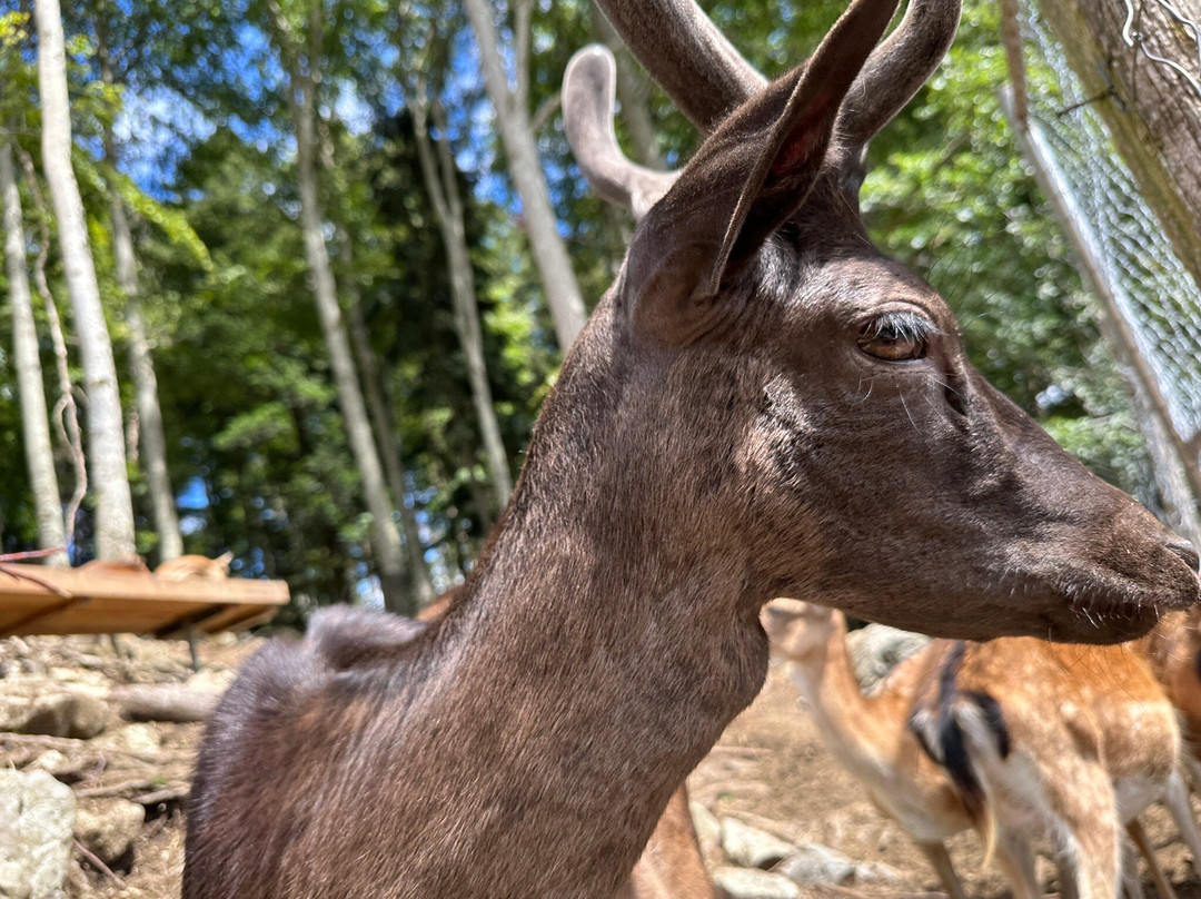 Steinwasen Park-Oberried必去景点