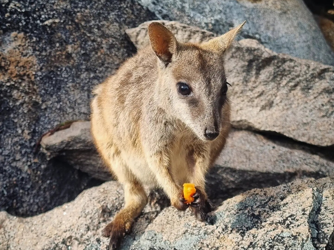 Geoffrey Bay-Magnetic Island必去景点