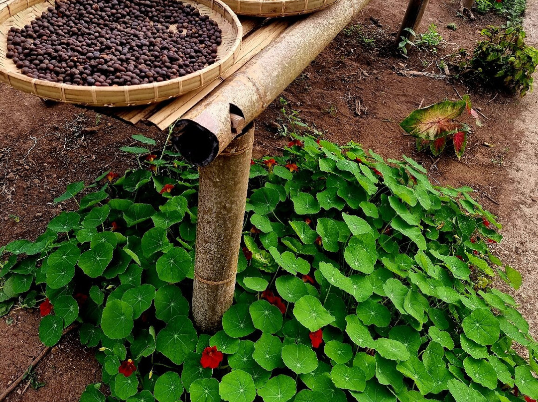 Kebun Kopi Tani景点图片