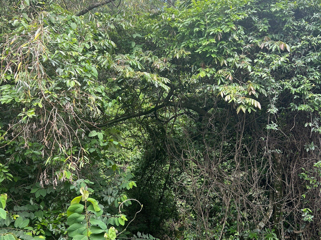 Collection O Amate del Rio主图