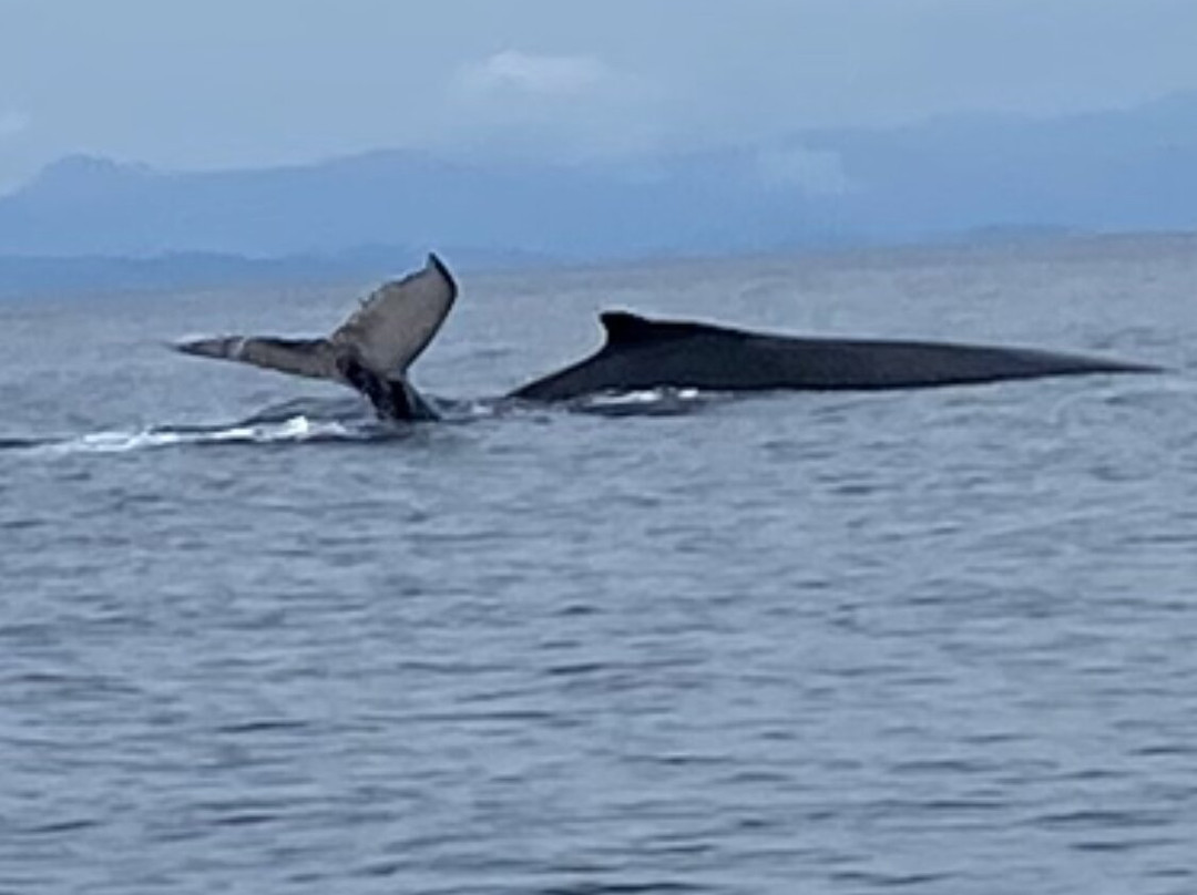 Whale Watching Panama景点图片