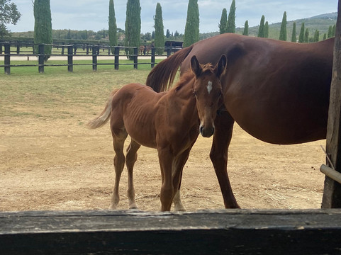 Il Borro Relais & Châteaux主图