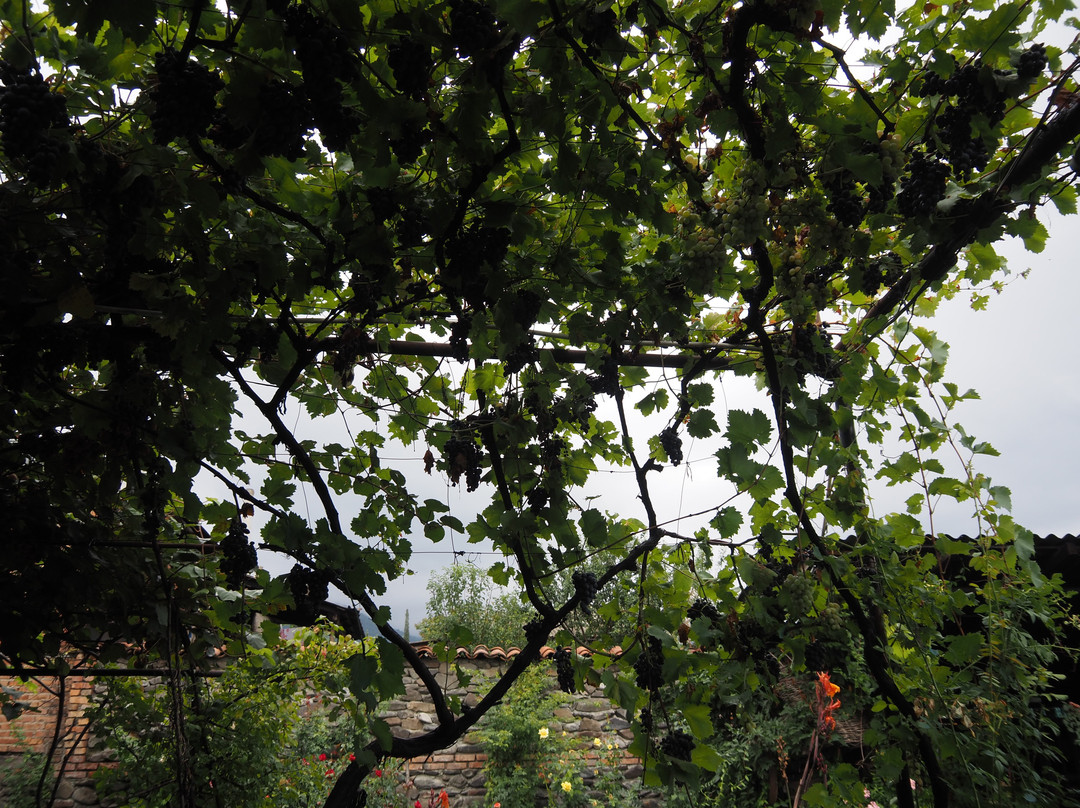 Wine Yard N 1-Kvareli必去景点