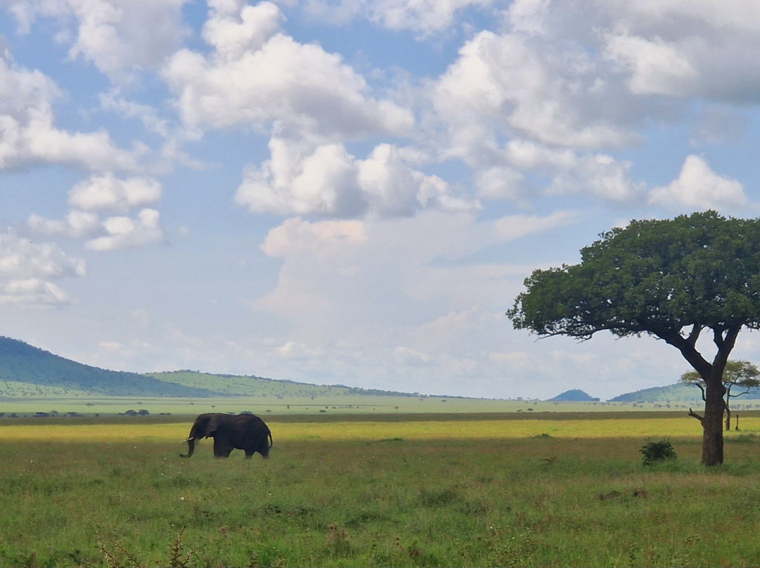Volcano Tanzania Adventures-阿鲁沙必去景点