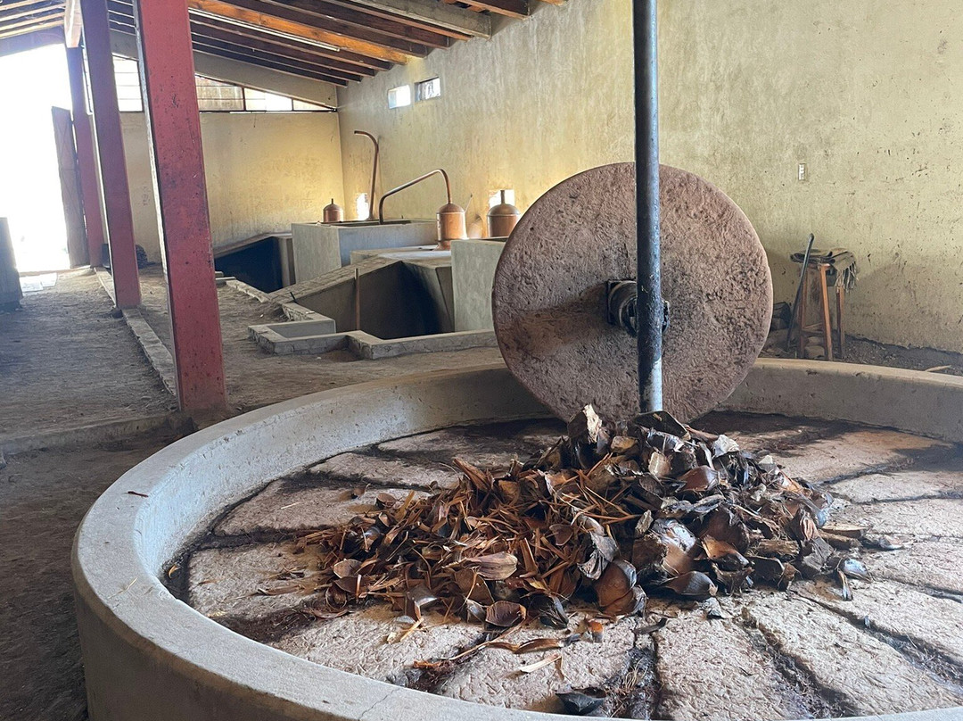 Oaxacool tours & experiences-瓦哈卡必去景点