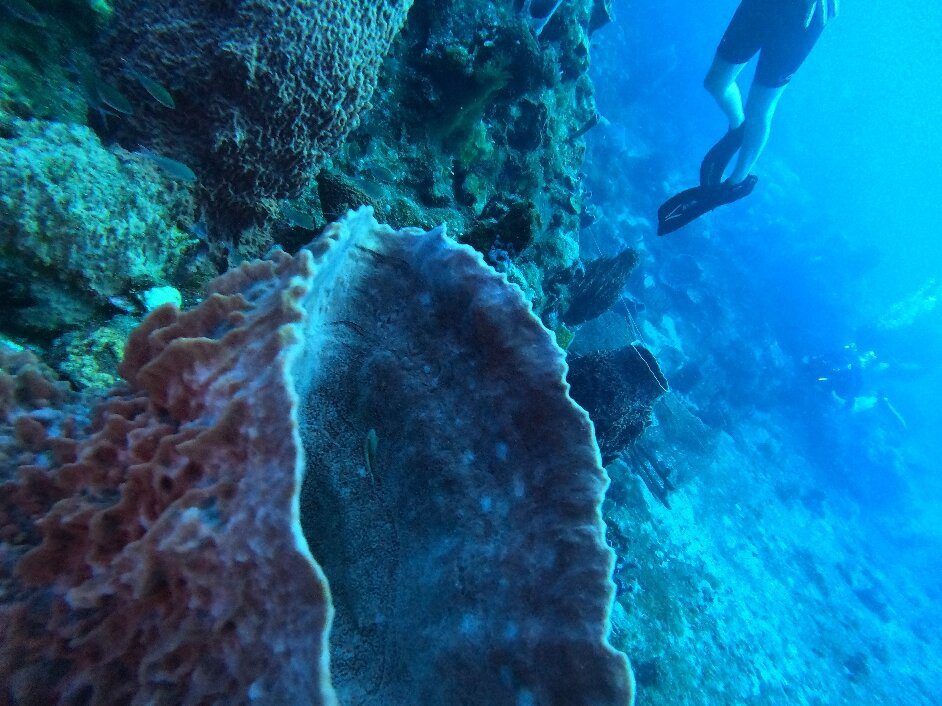 BLT Plongée Martinique-Case-Pilote必去景点