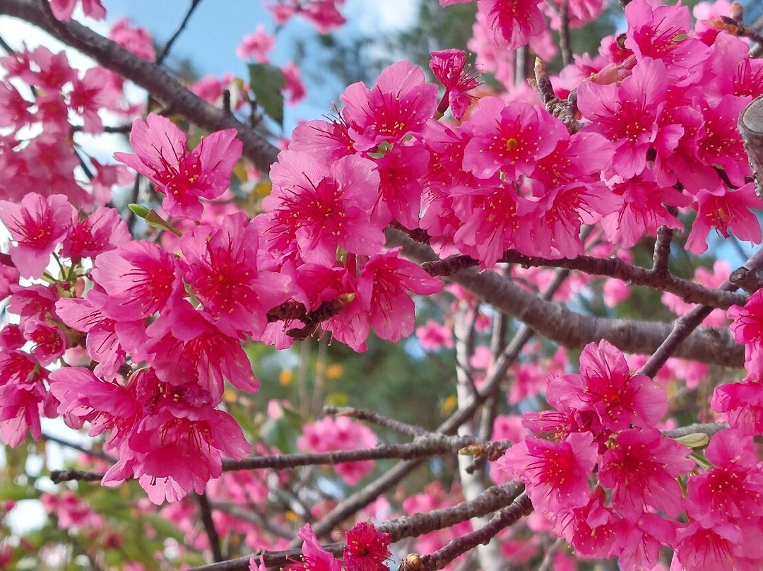 Motobu Yaedake Cherry Blossom Matsuri景点图片