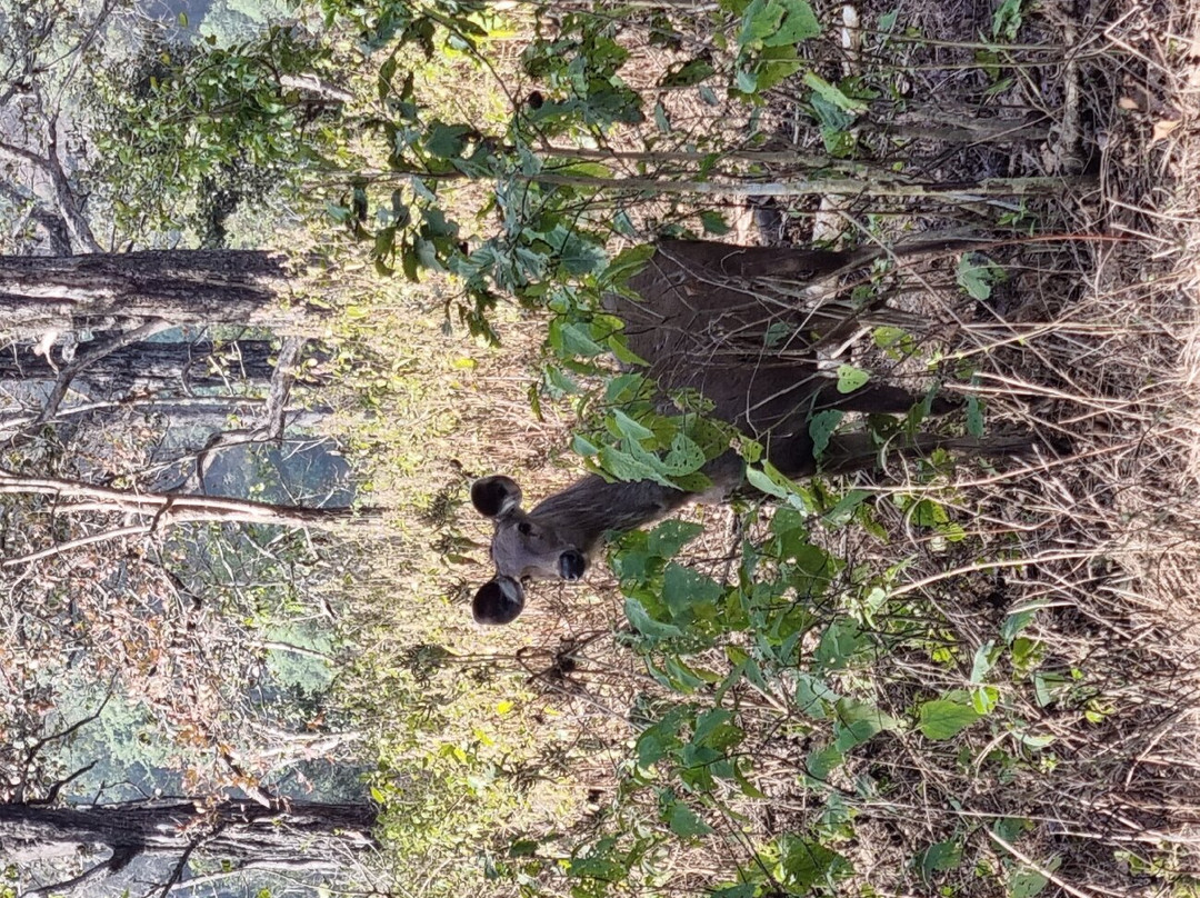 Corbett Package Tour-Dhikuli必去景点