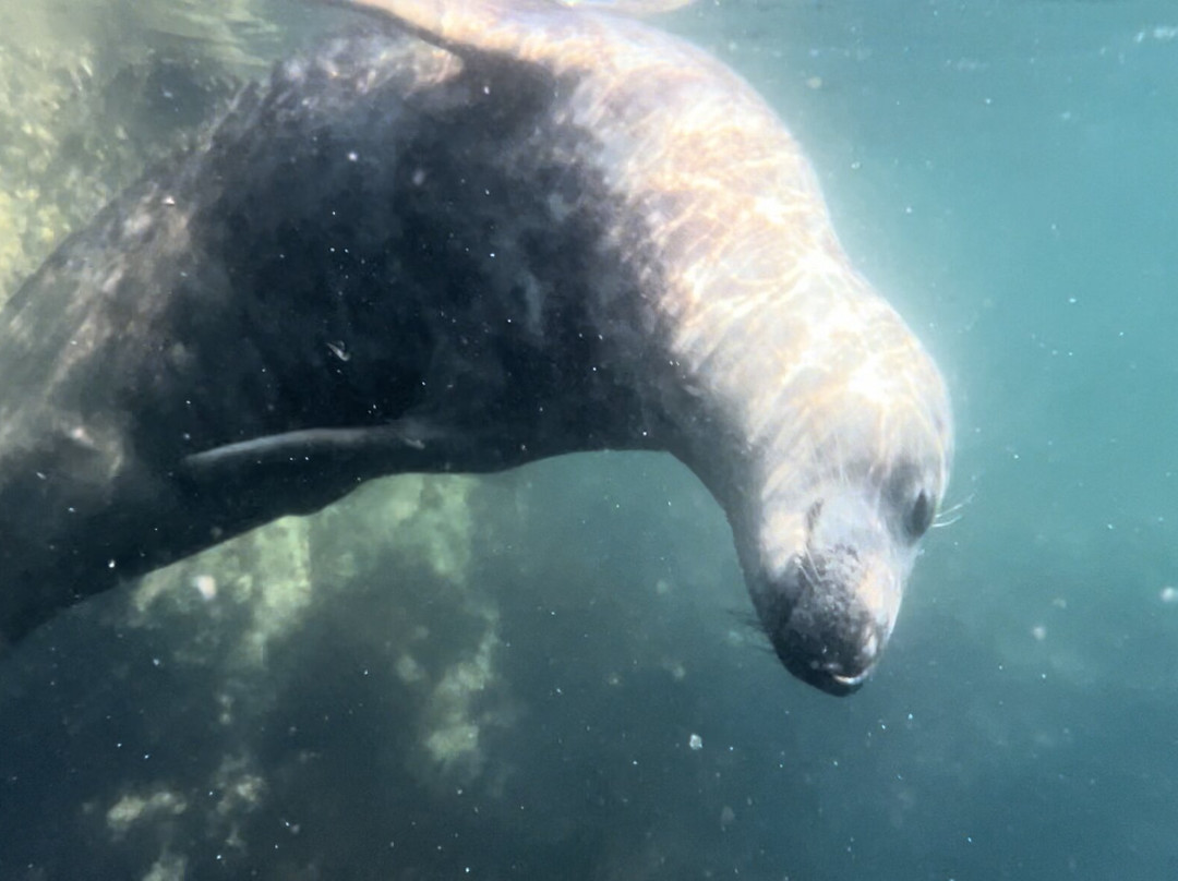 Seal Snorkelling Adventures-Higher Town必去景点