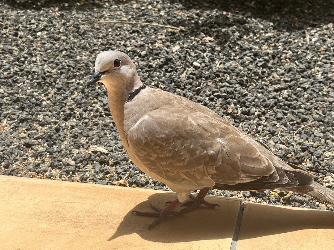 Barceló Fuerteventura Royal Level - Adults Only主图