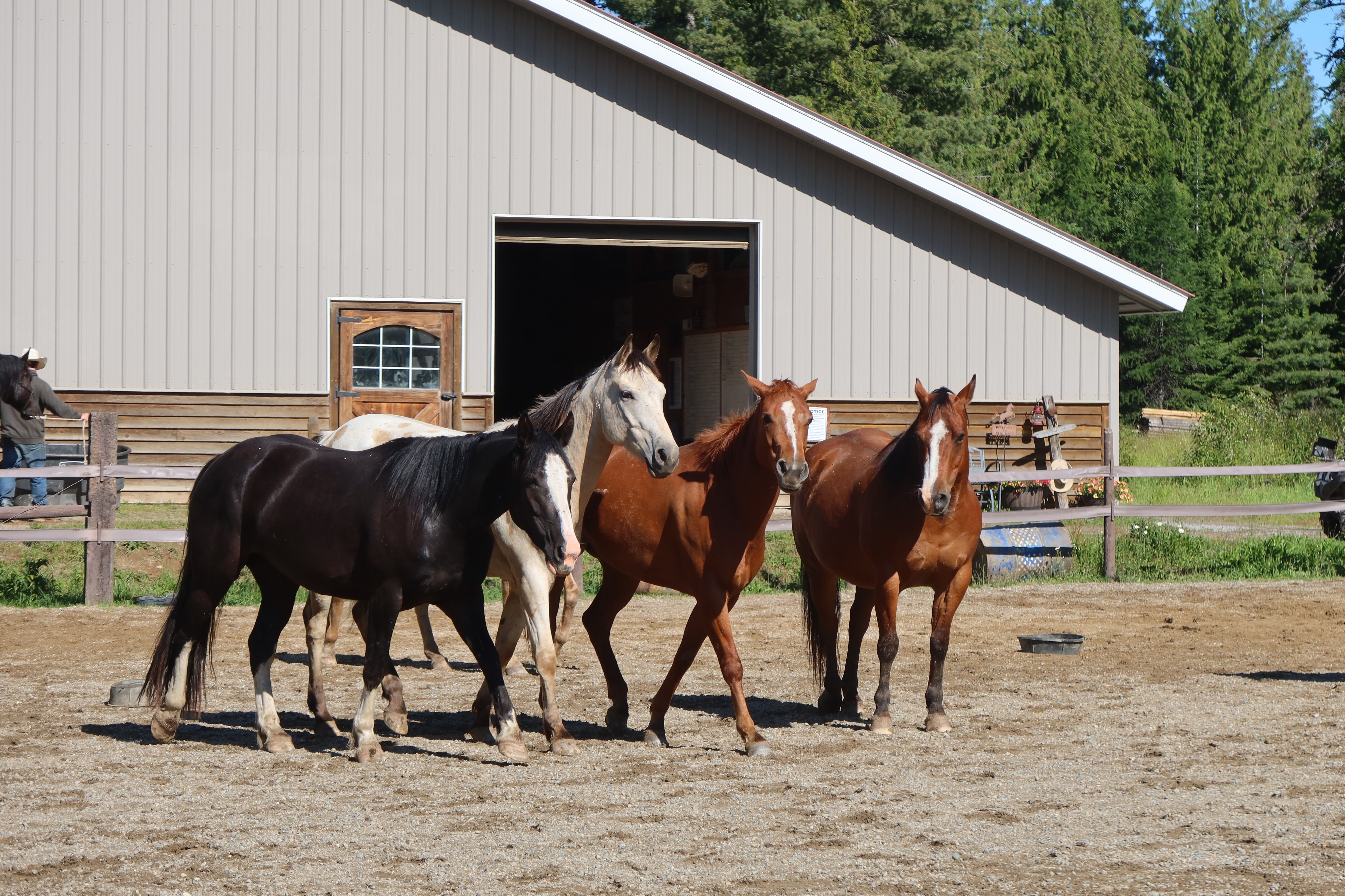 Western Pleasure Guest Ranch-浴室
