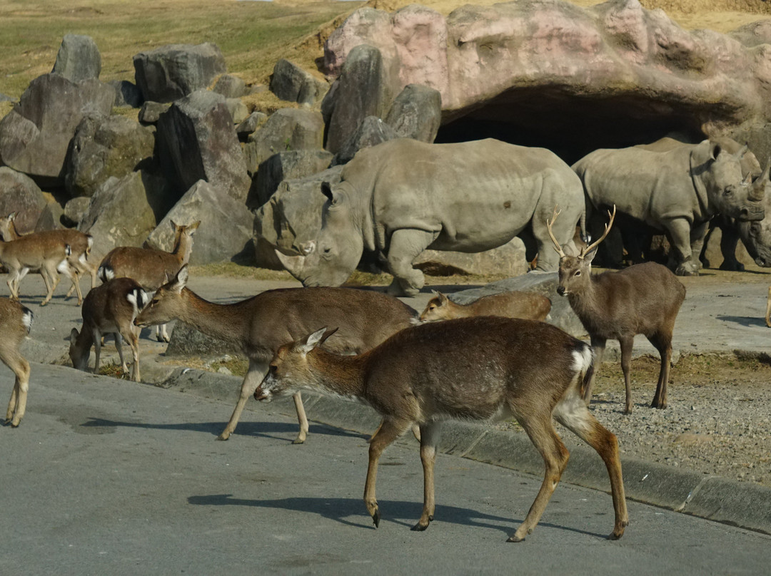 African Safari-宇佐市必去景点