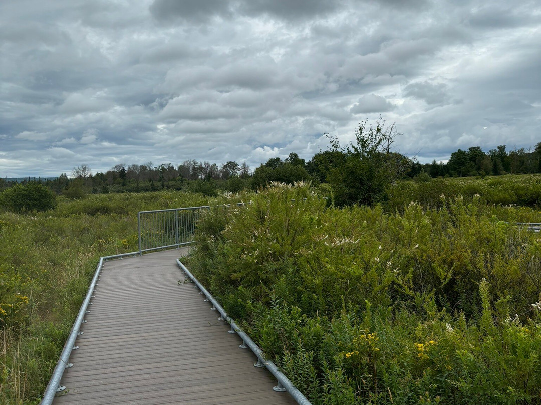 Freeland Boardwalk Trail景点图片