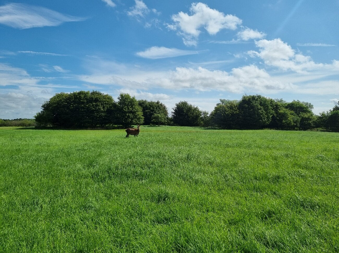Chasewater Country Park景点图片
