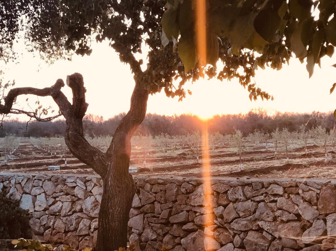 TerreAmare Agriturismo主图