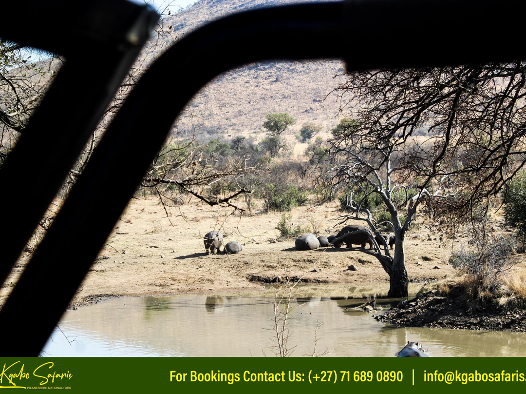 Kgabo Safaris