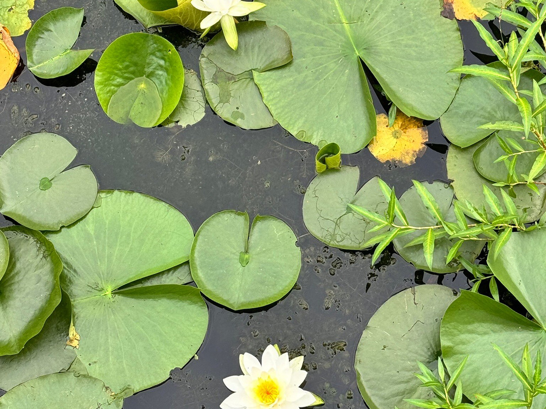 Juanita Beach Park-柯克兰必去景点