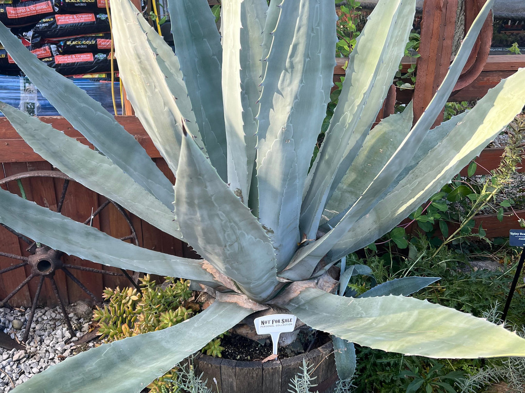 Groovy Plants Ranch景点图片