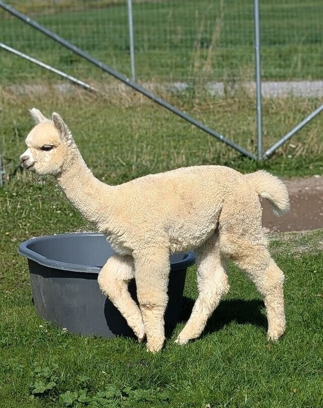 Little Foot Alpacas-Spencerville必去景点