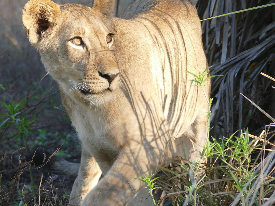 Parque Nacional Da Gorongosa景点图片