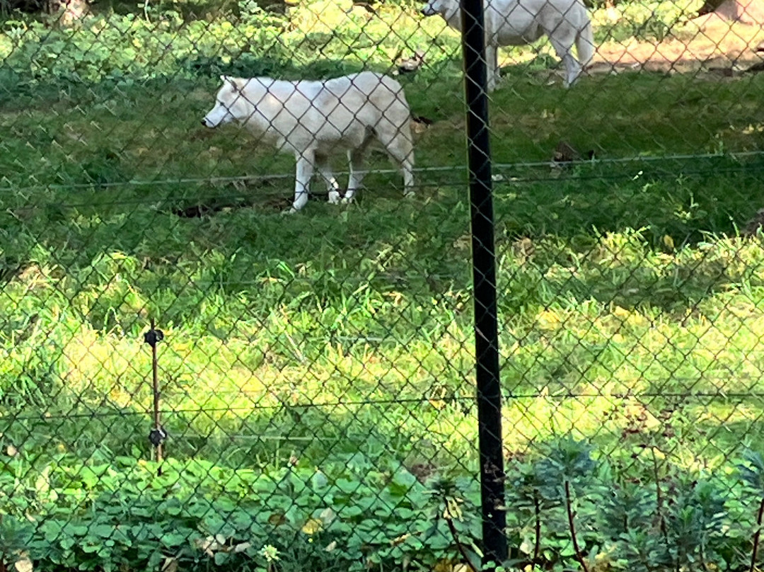 Wildtierpark景点图片
