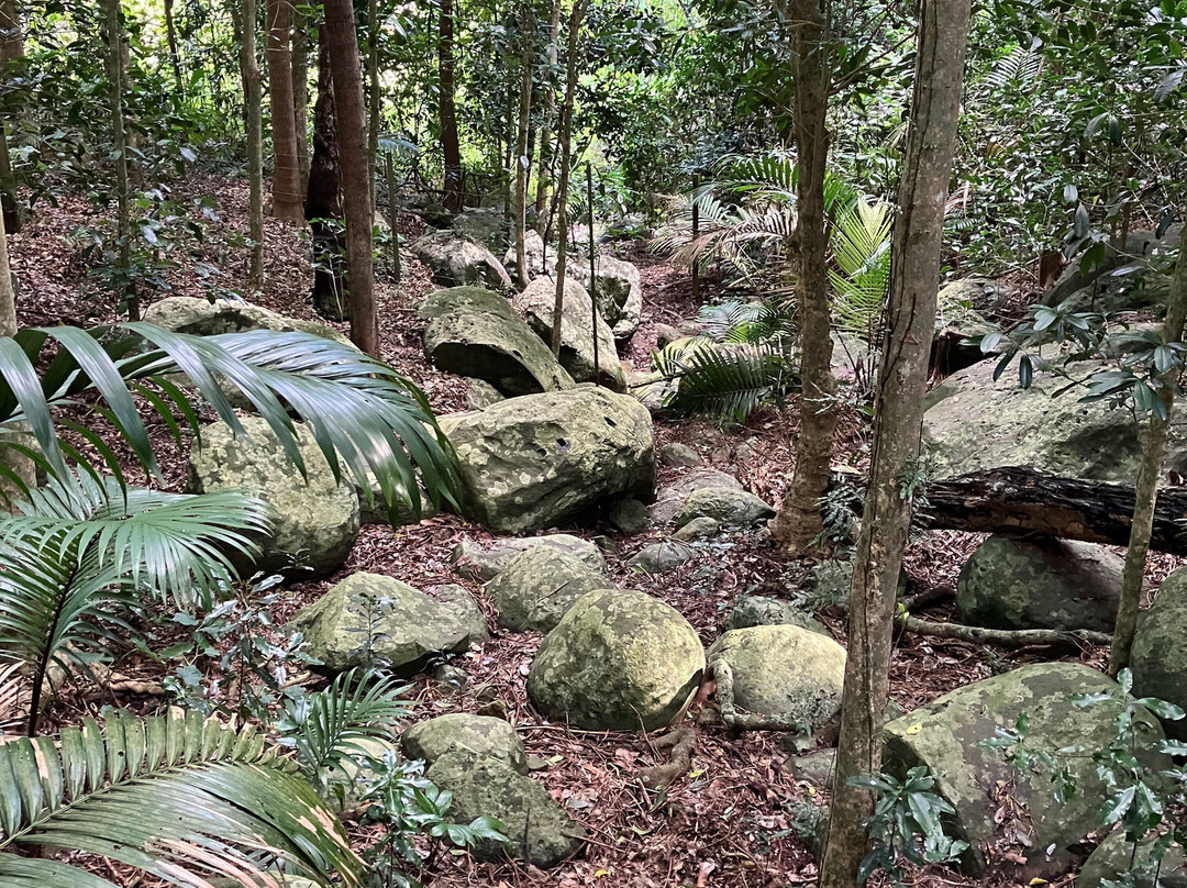 Norfolk Island National Park & Botanic Garden景点图片