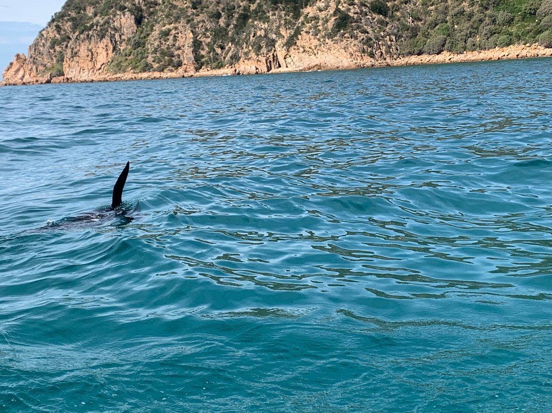 Ocean Adventures Phillip Island景点图片